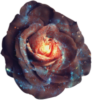 galactic rose