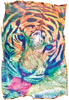 tiger`s vibe
